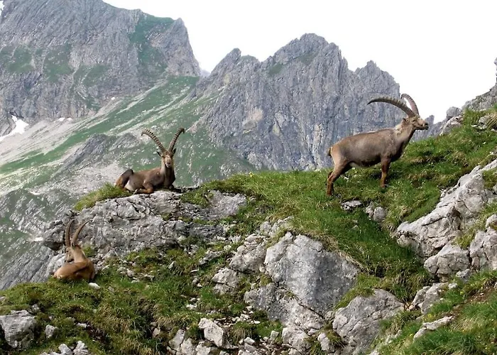 With 0 Bedrooms Holiday home Riezlern